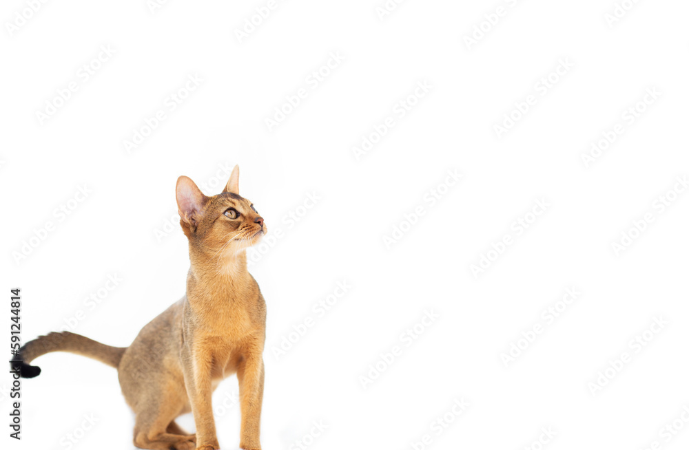 playful abyssinian cat look up on isolated white background. Purebred kitten advertising, copy space and banner concept