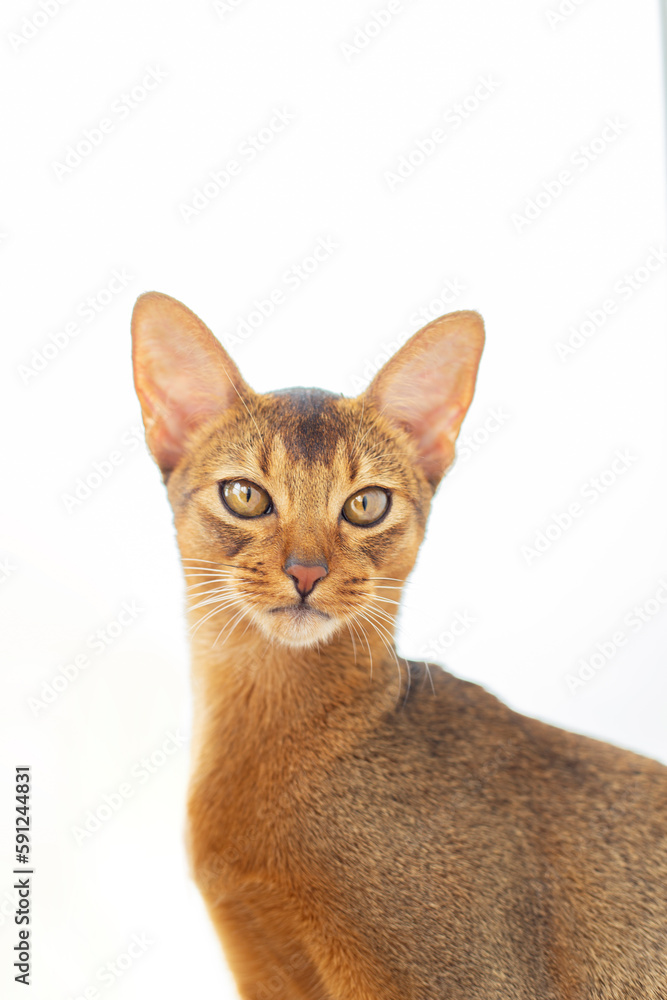 Purebred abyssinian young cat portrait look in camera isolated on white. .