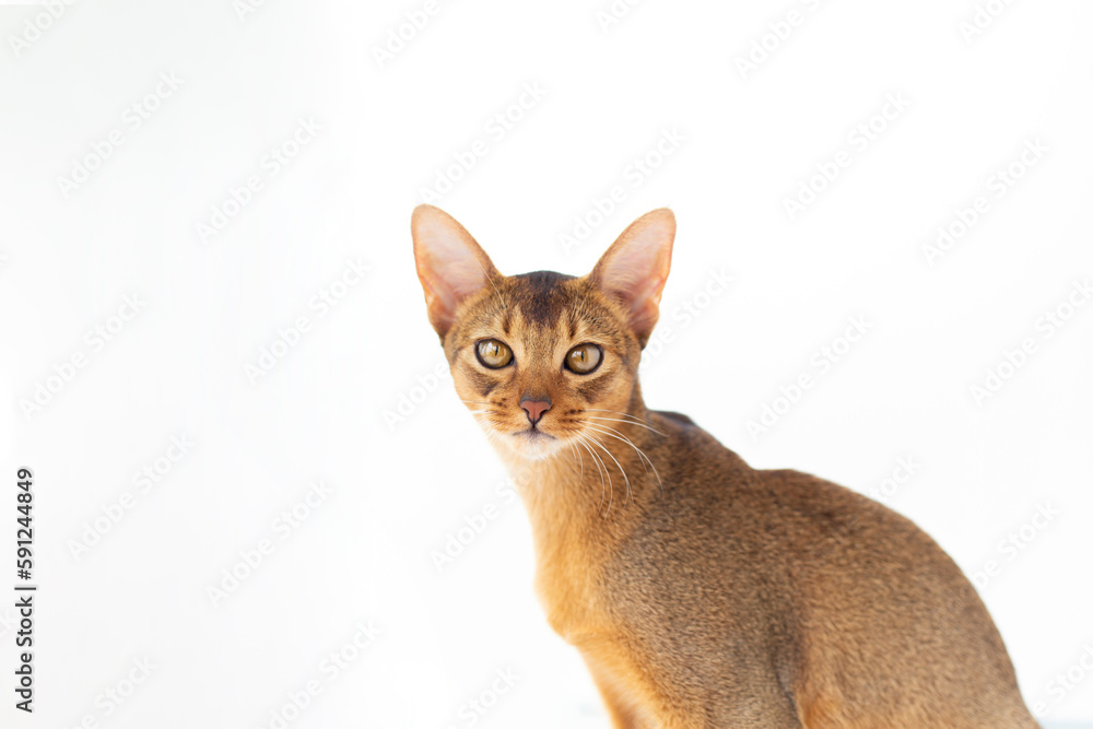 Purebred abyssinian young cat portrait look in camera isolated on white. . Purebred abyssinian young cat portrait look in camera isolated on white. .