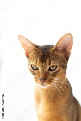 Purebred abyssinian young cat portrait isolated on white. Advertising concept calm obedient kitten .