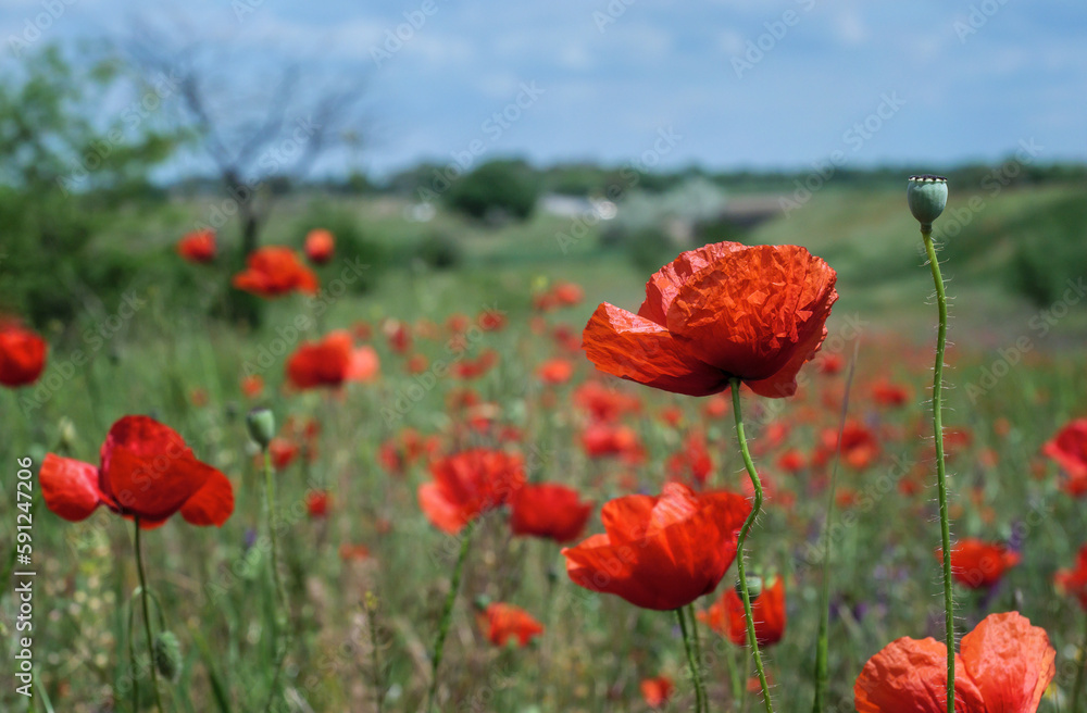 Fototapeta premium Red poppies in a wild field, closeup. Landscape of Ukrainian steppe with wildflowers. Blooming poppy flowers on meadow in a spring day.