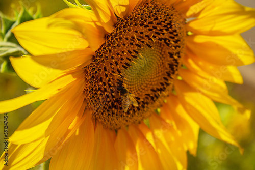 Close up em uma flor de girassol, com uma abelha no miolo e gramado verde desfocado ao fundo. photo