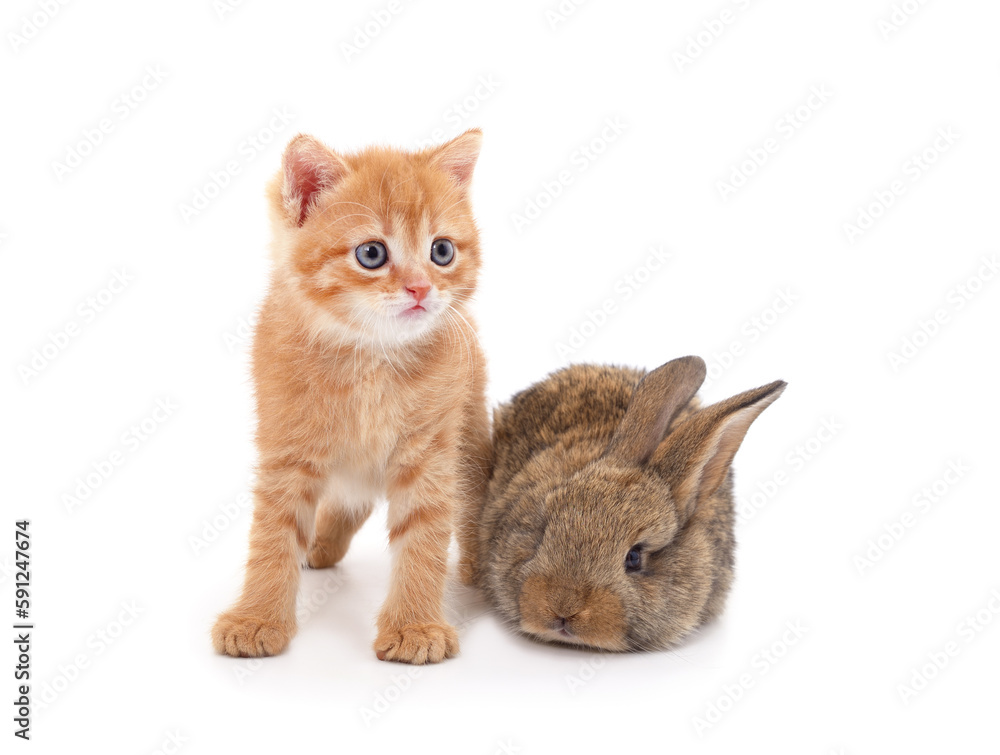 Little cat and rabbit. Little cat and rabbit.