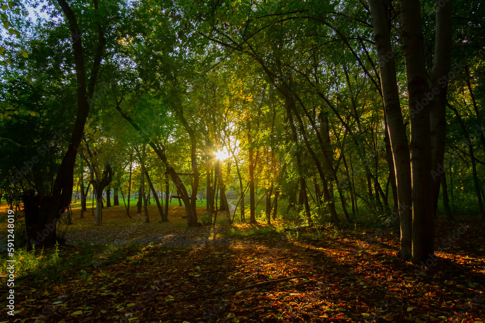 Obraz premium Bright rays of sun make their way through green grass. Autumn forest in sunny weather.