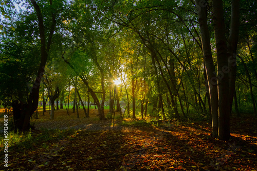 Bright rays of sun make their way through green grass. Autumn forest in sunny weather.