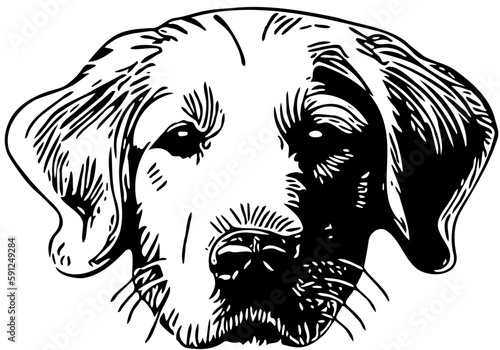 Golden Retriever Hunde Kopf Außenlinien als Vektor. Die Ohren sind aufmerksam nach oben gestellt. Schwarze Linien vor transparentem Hintergrund. 