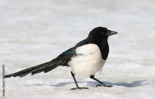 Photography Magpie