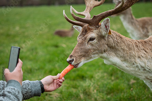 Deer on the park