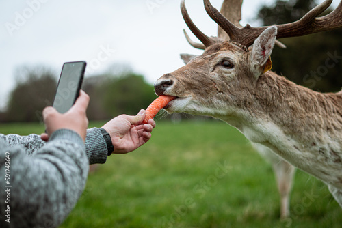 Deer on the park