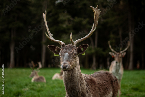 Deer on the park