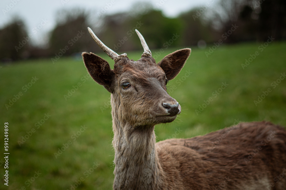 Fototapeta premium Deer on the park