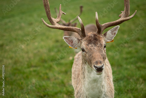 Deer on the park