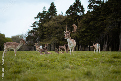 Deer on the park