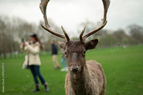Deer on the park
