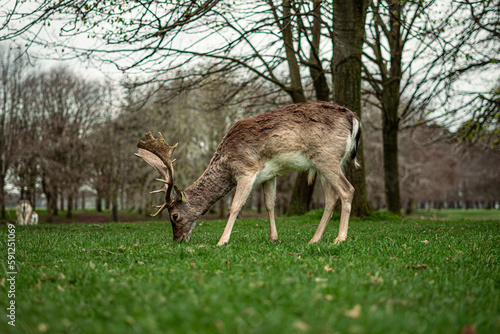 Deer on the park