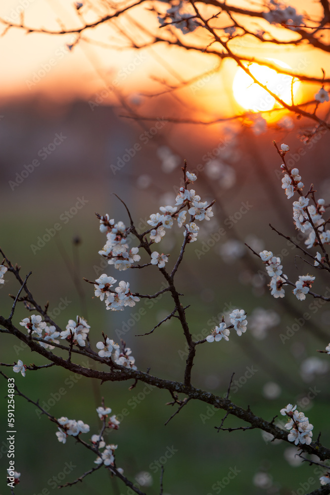 Branch of apricot with blooming flowers and sun on the background Branch of apricot with blooming flowers and sun on the background