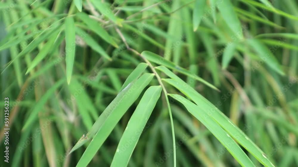 bamboo leaves green swaying in the wind blur background bokeh bamboo leaves green swaying in the wind blur background bokeh