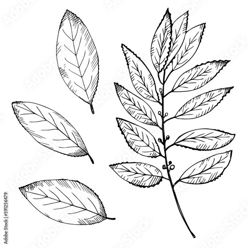 Bay leaf set. Hand draw laurel tree branch and leaves. Illustration symbol of victory and fragrant cooking spice.Label, flyer, banner. Design element.