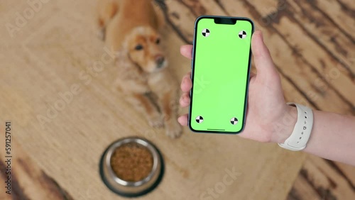 Phone With Green Screen In Man's Hand, On Background Dog English Cocker Spaniel Lying Near Bowl, Interior Home Room