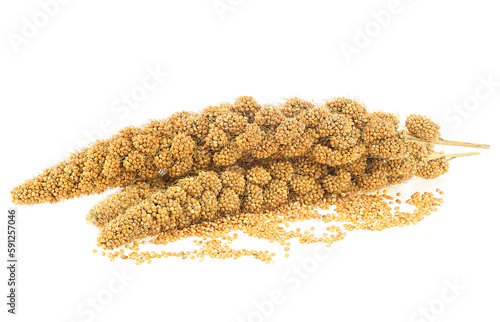 Twigs of Senegal millet and grains of millet isolated on a white background