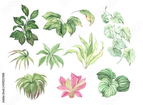 Set of colorful tropical plants and leaves, collection watercolor isolated elements for your design invitation or greeting cards, wallpapers or textile.