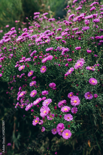 Beautiful flowers in the garden. Aster petals close up. Bright romantic floral background. Purple flowers on a green nature background.