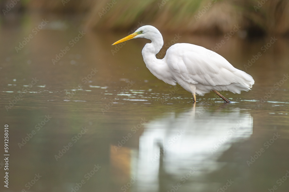 Great egret (Ardea alba) fishing in a river. Great egret (Ardea alba) fishing in a river.