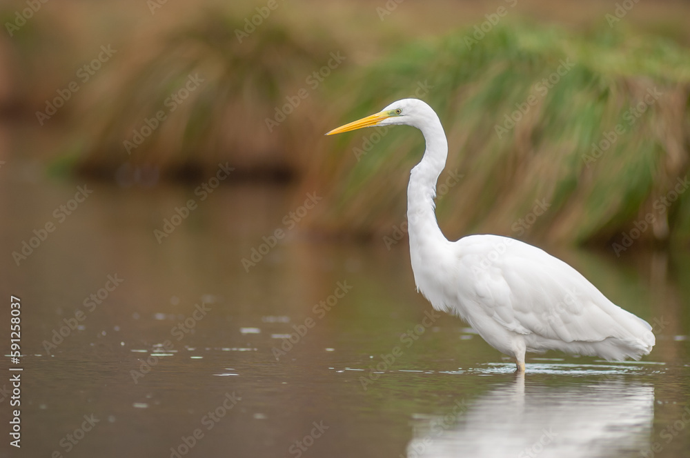 Great egret (Ardea alba) fishing in a river. Great egret (Ardea alba) fishing in a river.