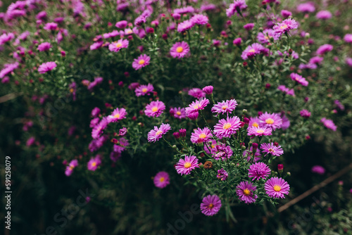 Fototapeta Naklejka Na Ścianę i Meble -  Beautiful flowers in the garden. Aster petals close up. Bright romantic floral background. Purple flowers on a green nature background.