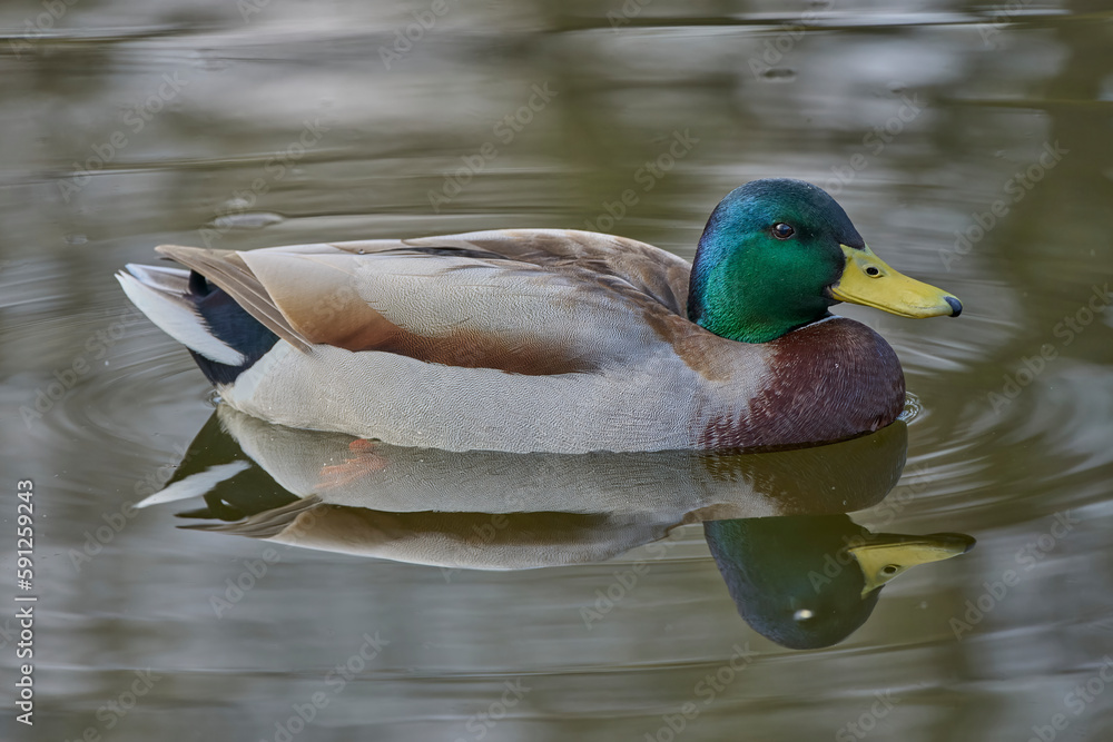 Fototapeta premium Mallard On The Pond