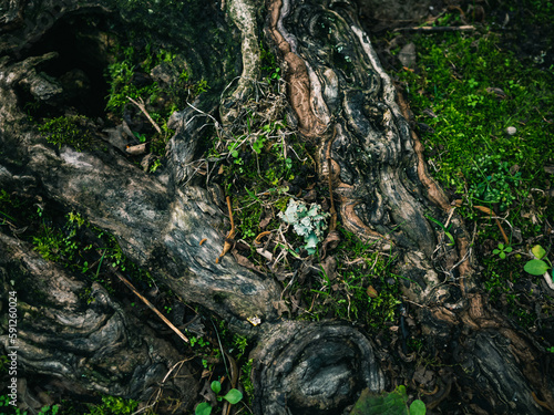 tree roots in the forest