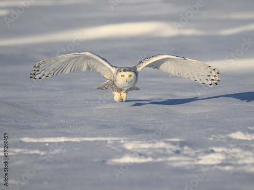 Female Snowy Owl landing on snow