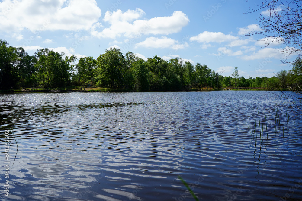 Fototapeta premium Ripples on the surface of the lake with a woodland background