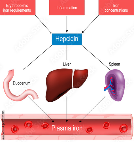 Hepcidin and iron homeostasis