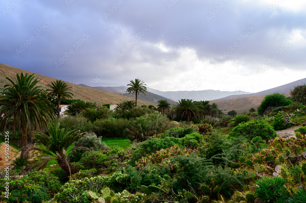 Trees and flowers in Canarian old town Betancuria on Fuerteventura island, winter in Spain