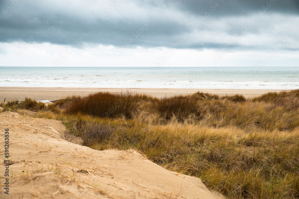 Beach landscape with reed and sand at the North Sea in the Netherlands, Wijk aan Zee near Amsterdam Beach landscape with reed and sand at the North Sea in the Netherlands, Wijk aan Zee near Amsterdam