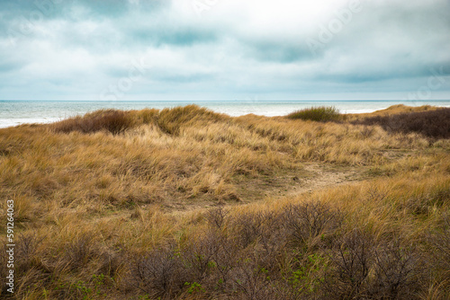 Beach landscape with reed and sand at the North Sea in the Netherlands, Wijk aan Zee near Amsterdam