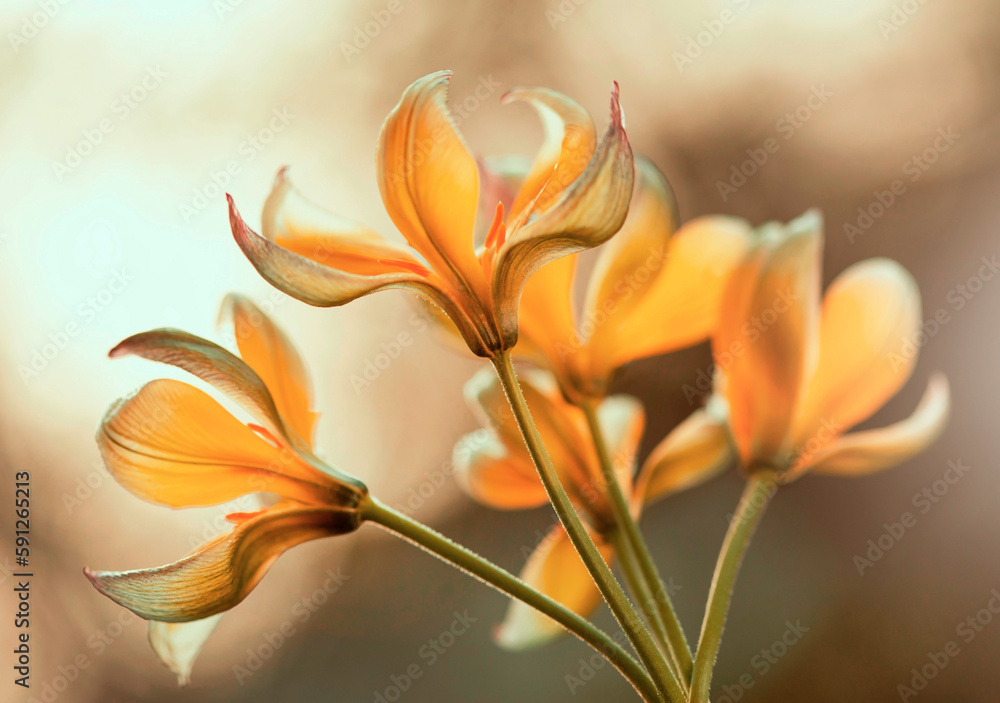 Fototapeta premium Żółte tulipany botaniczne Tarda