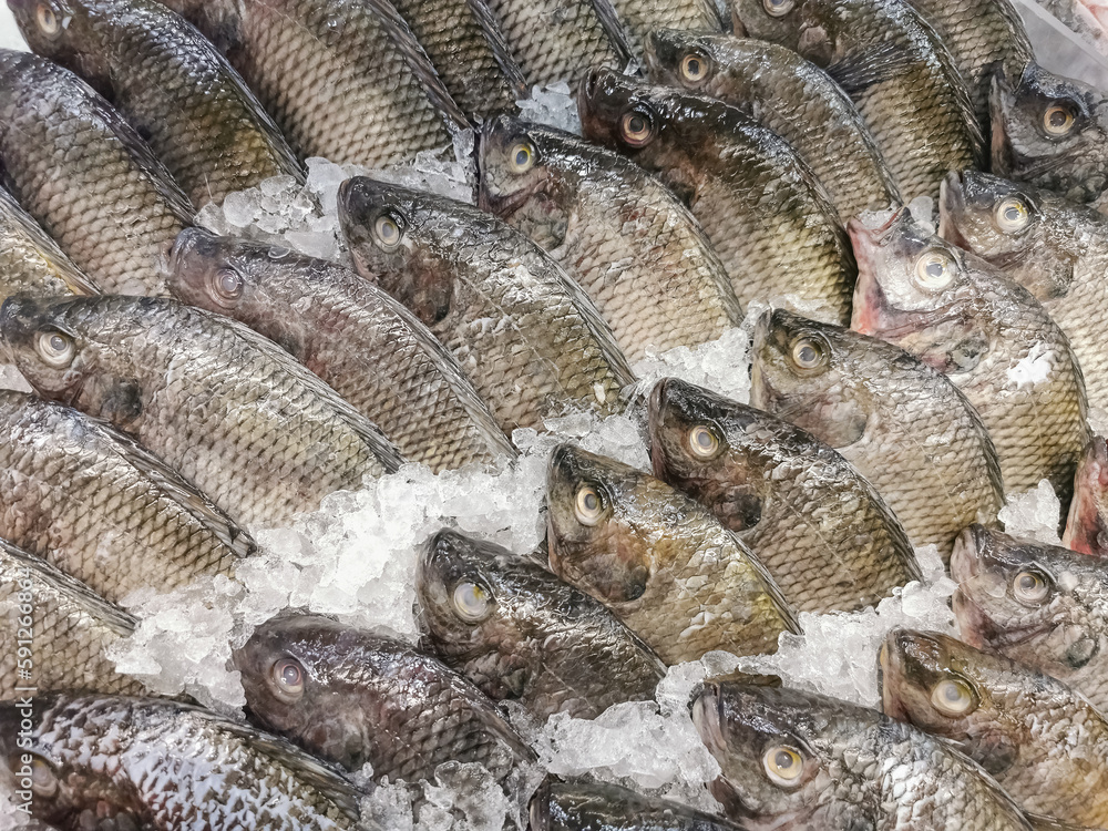 Detailed view of several whole fresh fish surrounded by crushed ice for sale at a supermarket fishmonger, commercial food photography Detailed view of several whole fresh fish surrounded by crushed ice for sale at a supermarket fishmonger, commercial food photography