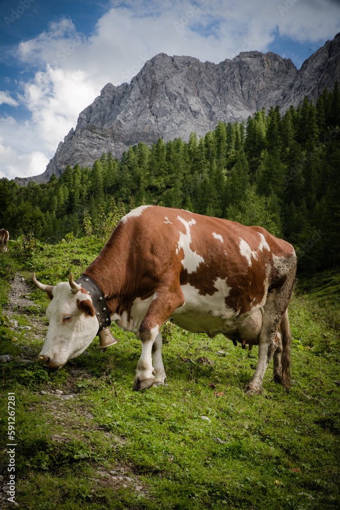 Kuh, Alpen, Berge, Kühe