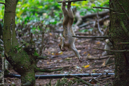 baby ape climbing on tree