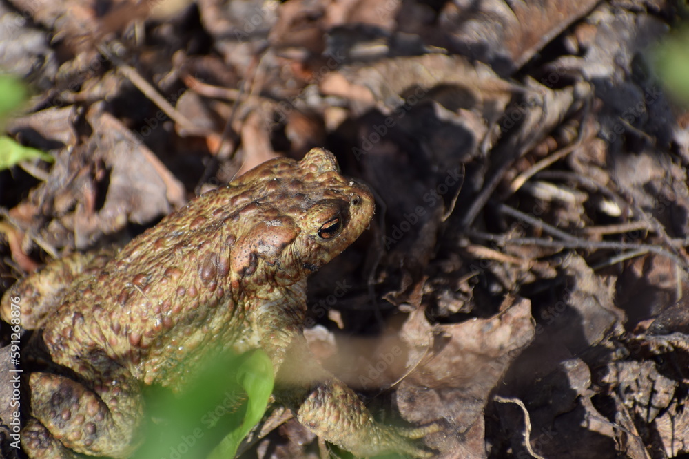 Naklejka premium toad frog in the spring