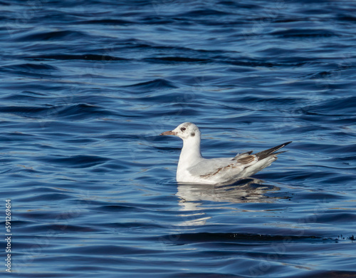 World's smallest gull, little gull, feeding at the side of the shoreline in the water and the seaweed in the sunshine 
