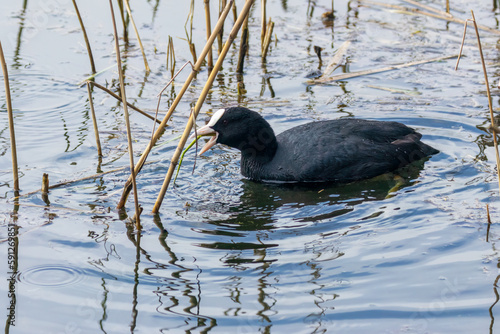 Black and white coot in the loch feeding on reeds © Sarah