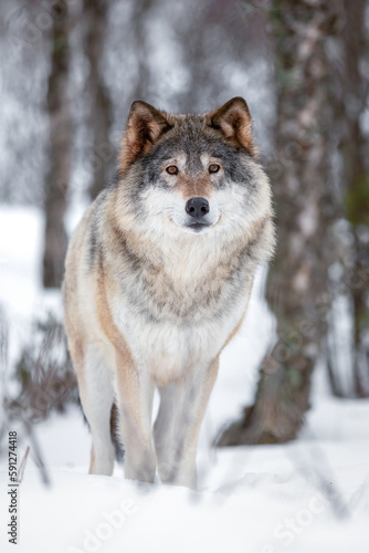 Portrait of Eurasian Canis Lupus Wolf standing on snow © kjekol