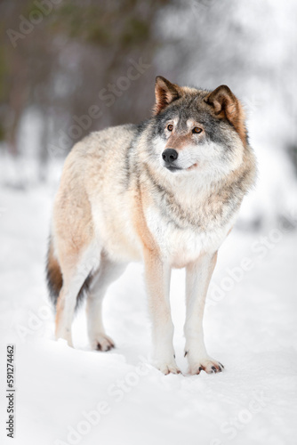 Wolf looking away on snow covered landscape in forest