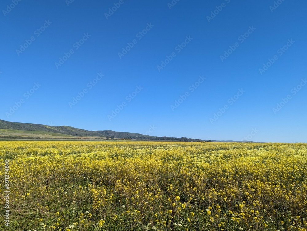 Fototapeta premium Cowell Ranch State Beach farm field landscape, wildflower farm field, Half Moon Bay coastal farm field