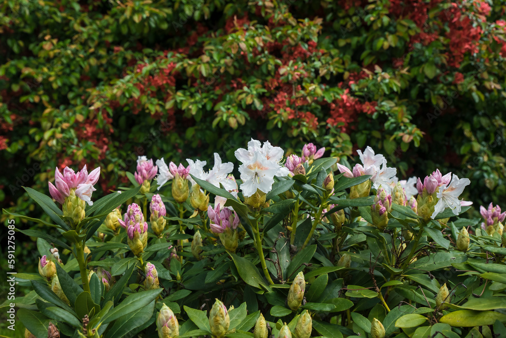 Kwitnący na tle innego krzewu fioletowy rododendron.