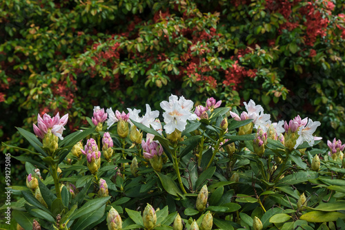 Obraz na płótnie Kwitnący na tle innego krzewu fioletowy rododendron. w salonie
