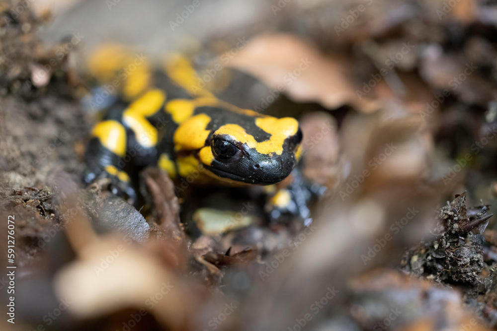 The fire salamander (Salamandra salamandra gigliolii). A subspecies of salamadra that lives along the Italian Apennines. The fire salamander (Salamandra salamandra gigliolii). A subspecies of salamadra that lives along the Italian Apennines.